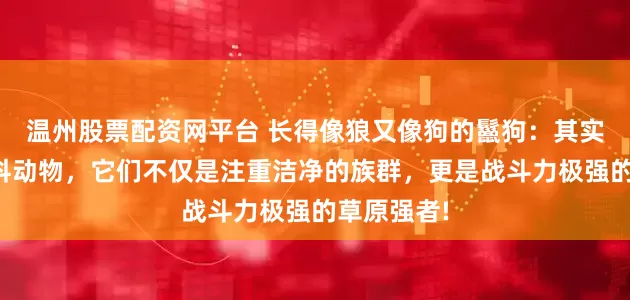 温州股票配资网平台 长得像狼又像狗的鬣狗：其实它并非犬科动物，它们不仅是注重洁净的族群，更是战斗力极强的草原强者!